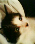 kisa