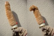 hijikatas